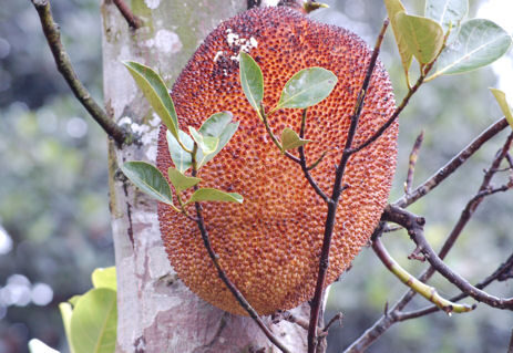 Jackfruit, a majmok kenyere