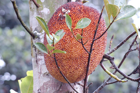 Jackfruit, a majmok kenyere