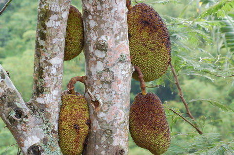 Jackfruit, a majmok kenyere