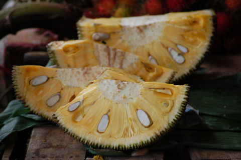 Jackfruit, a majmok kenyere