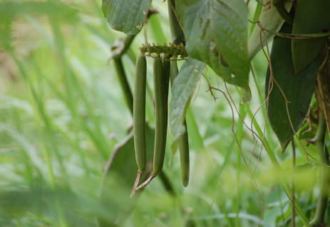 Vanília, a jóízű orchidea