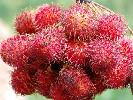 Rambután