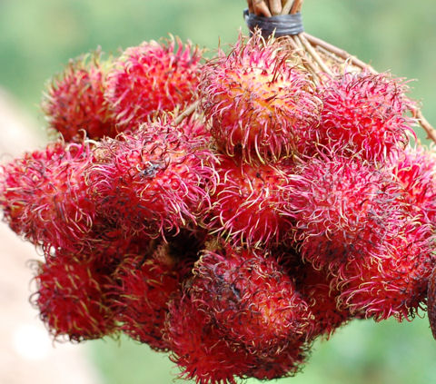 Rambután