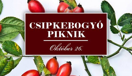 csipkebogyo_piknik720